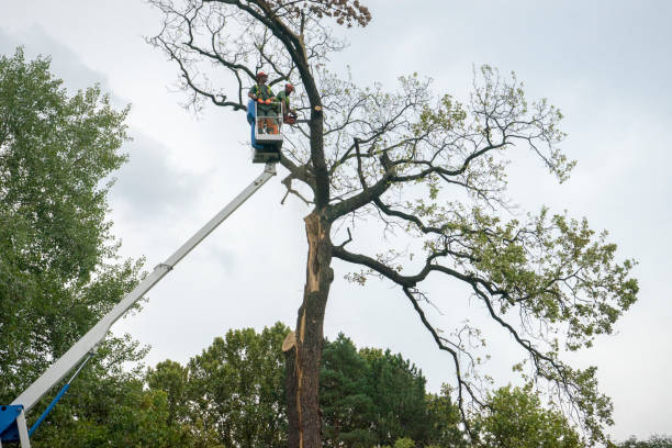 How Our Tree Care Process Works  in  Pulaski, VA